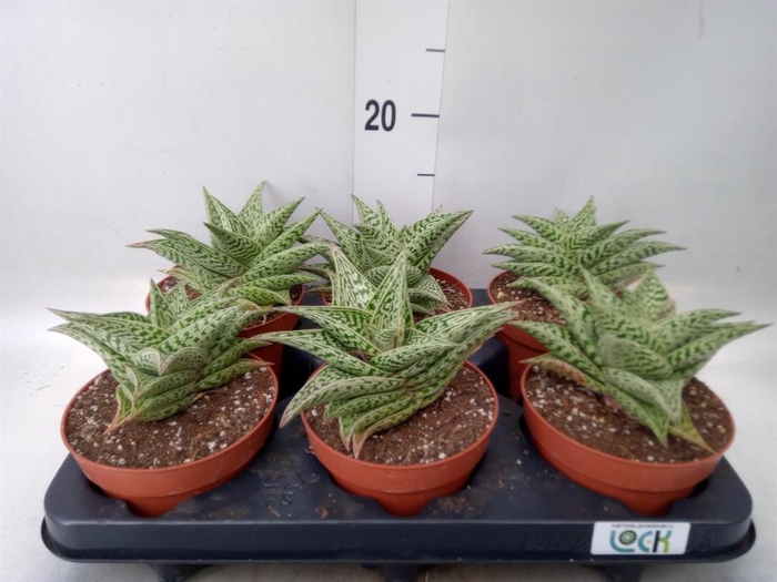 <h4>Aloe   ...</h4>