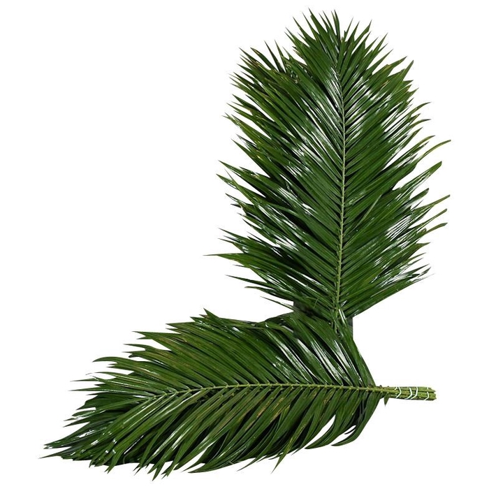 <h4>ŽAL PHOENIX ROEBELINII 60CM RIO PALMS</h4>