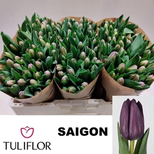 TU EN SAIGON