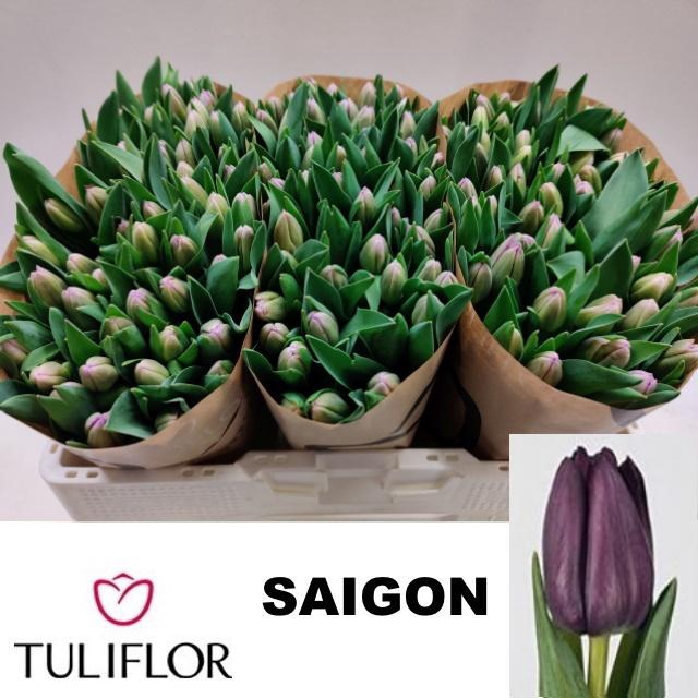 <h4>TU EN SAIGON</h4>