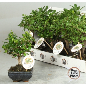 BONSAI GEM