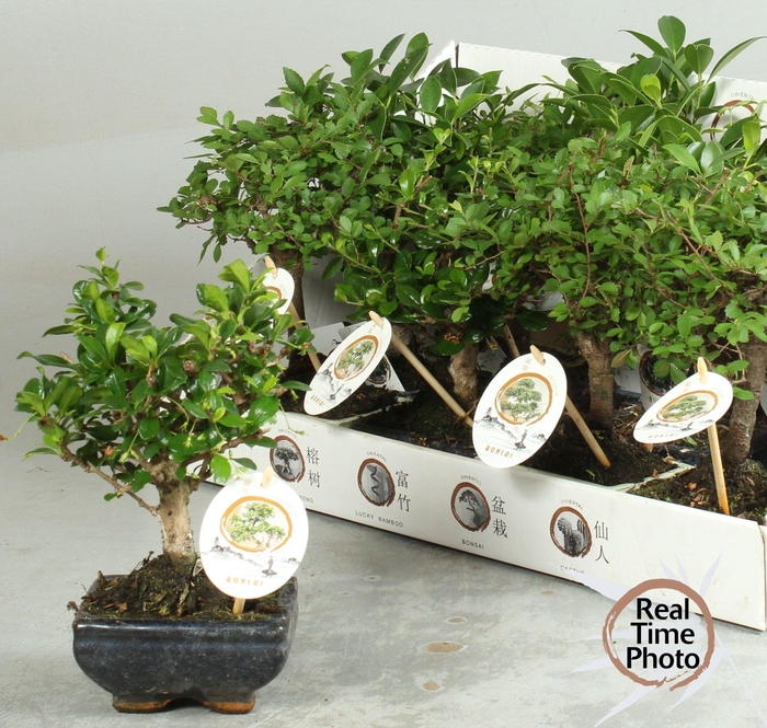 <h4>BONSAI GEM</h4>