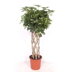 Schefflera Gold Capella