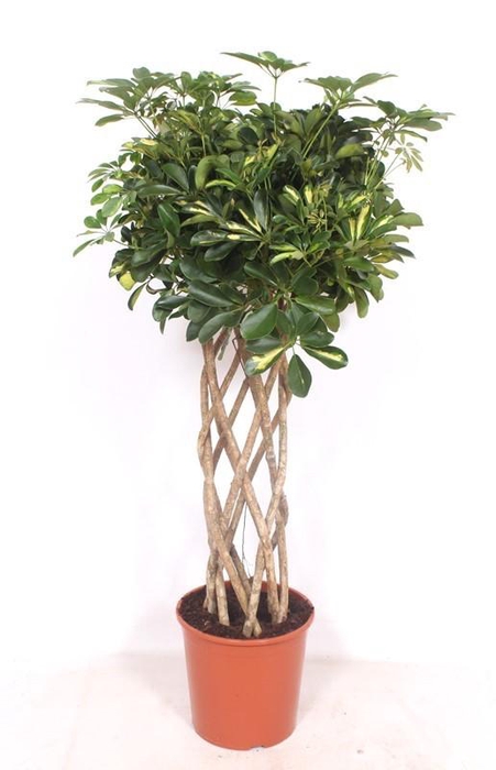 <h4>Schefflera Gold Capella</h4>