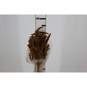 AMARANTHUS DOURADO 070 CM