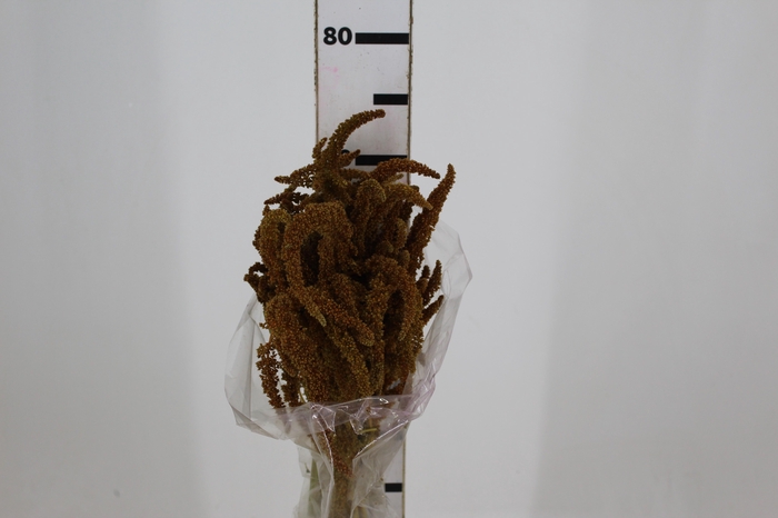 <h4>AMARANTHUS DOURADO 070 CM</h4>