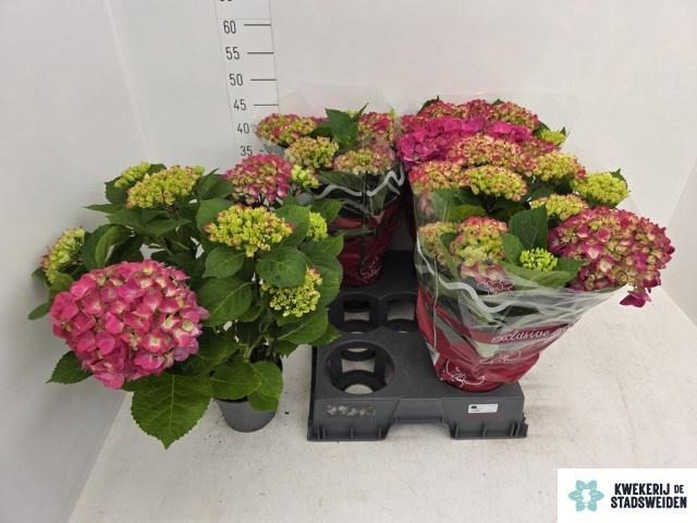 <h4>HYDR M AMSTERDAM</h4>