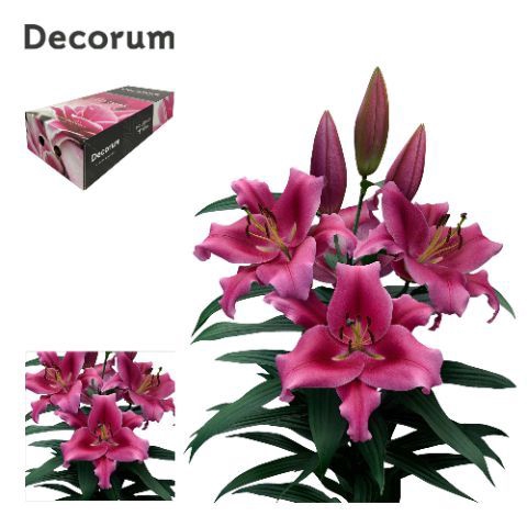 <h4>LI DALIAN 5+ Medium Decorum Box</h4>