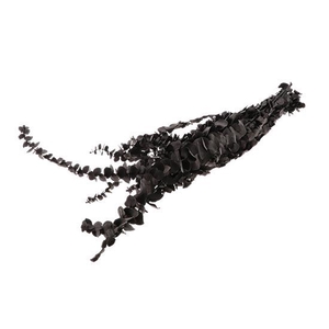 Bunch Eucalyptus Baby L65