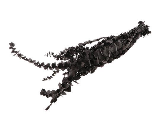 Bunch Eucalyptus Baby L65