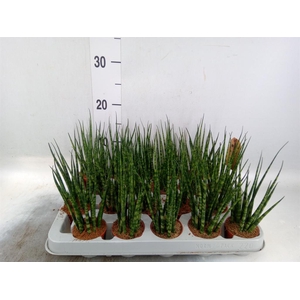 Sansevieria  'Fernwood'