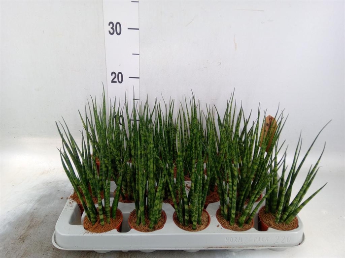 <h4>Sansevieria 'Fernwood'</h4>