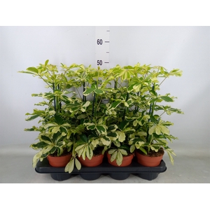 Schefflera arbor. 'Charlotte'