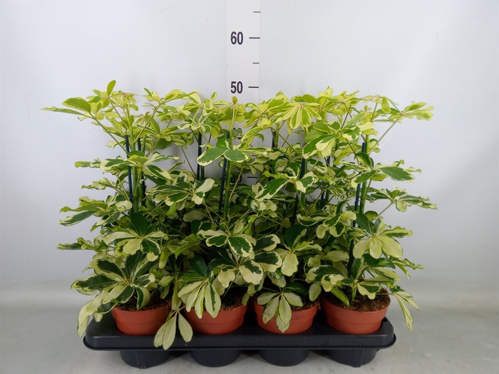<h4>Schefflera arbor. 'Charlotte'</h4>