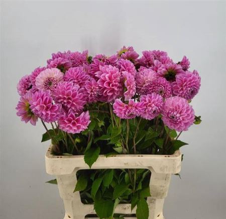 <h4>Dahl Ball Sw Fabienn</h4>