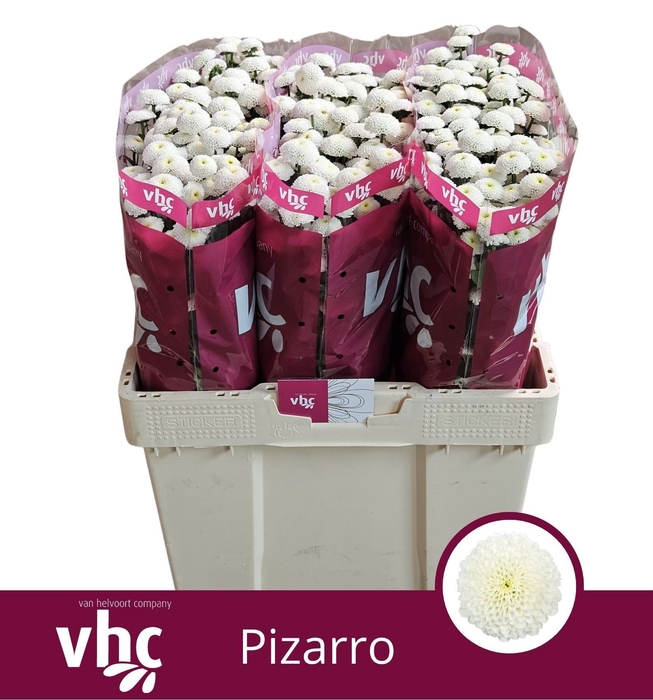 <h4>CHR S PIZARRO</h4>