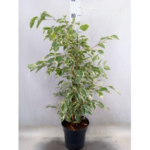 Ficus benja. 'Twilight'