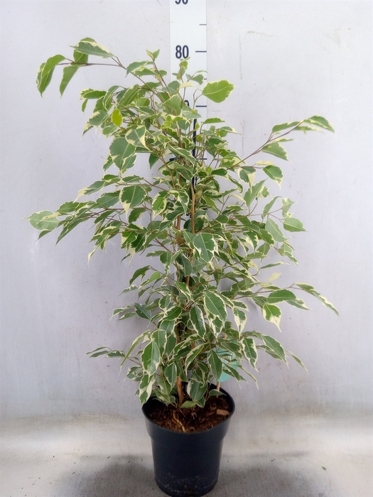 <h4>Ficus benja. 'Twilight'</h4>