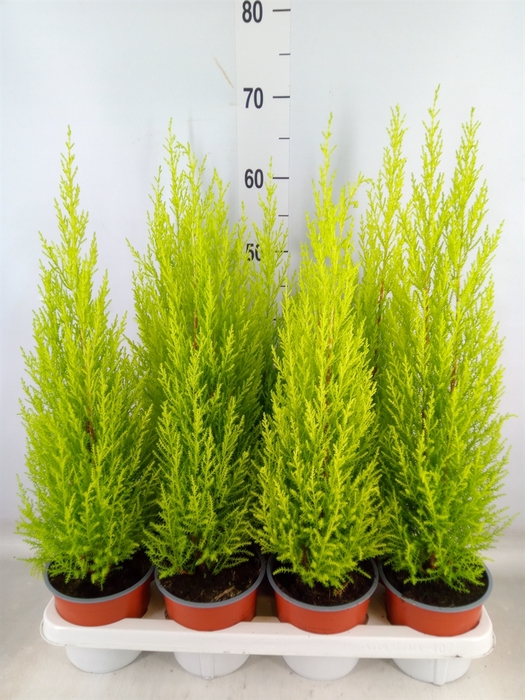 <h4>Cupressus macro. 'Goldcrest Wilma'</h4>