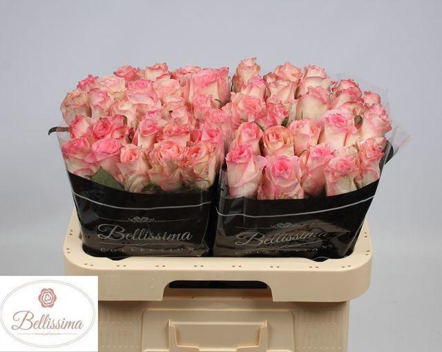 <h4>R GR BOULEVARD</h4>