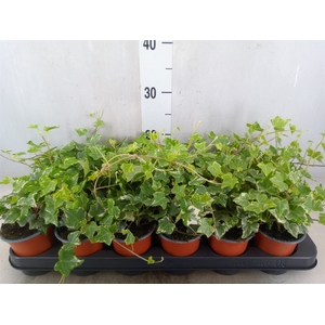 Hedera helix 'Harlekijn'
