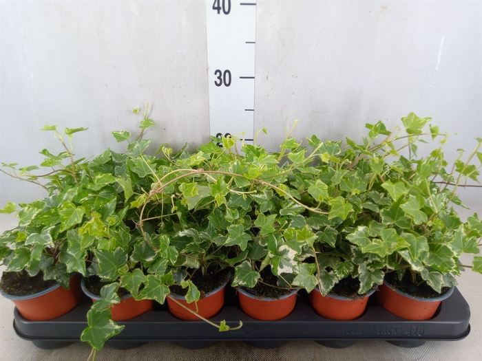 <h4>Hedera helix 'Harlekijn'</h4>