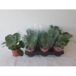Pilea Peperomioides