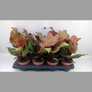 Philodendron  'Sunlight'