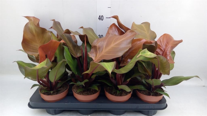 <h4>Philodendron  'Sunlight'</h4>