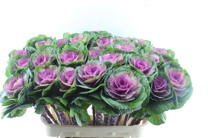 <h4>Brassica Red Crane</h4>