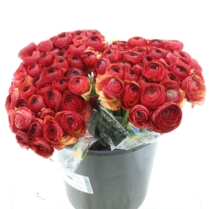 Ran Su Sr Red/bordaux 311 1a