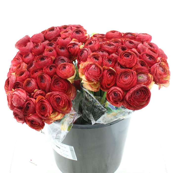 <h4>Ran Su Sr Red 311 1a</h4>