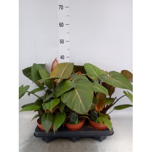 Philodendron   ...