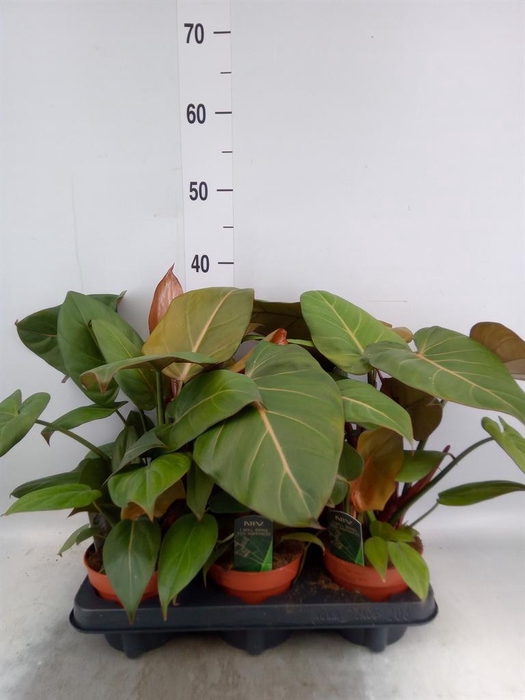 <h4>Philodendron   ...</h4>