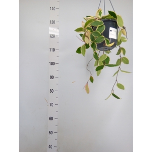 Hoya carnosa 'Floraganza Flamingo'