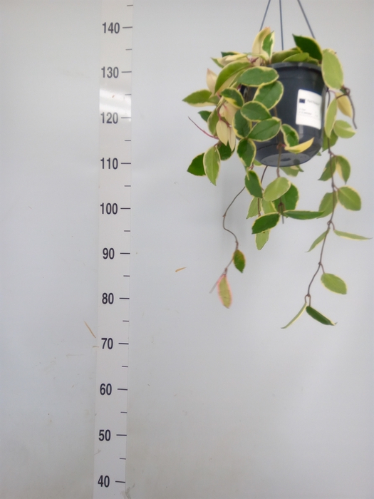 <h4>Hoya carnosa 'Floraganza Flamingo'</h4>