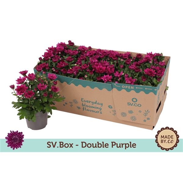 Chrysant Double Purple in SV.Box