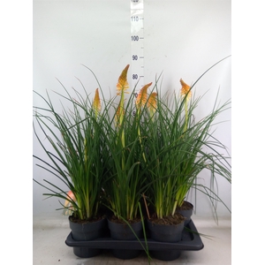 Kniphofia  'Pyromania Backdraft'