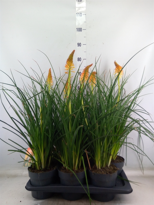 <h4>Kniphofia  'Pyromania Backdraft'</h4>
