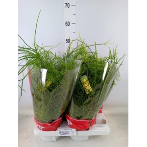 Rhipsalis baccifera 'Oasis'