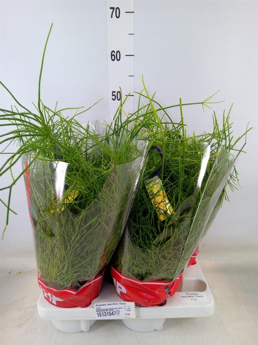 <h4>Rhipsalis baccifera 'Oasis'</h4>