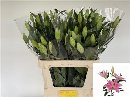 <h4>Li Or Sorbonne</h4>