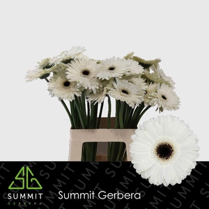 Gerbera White House Lang Ongelijk 60cm Water X40 Lang
