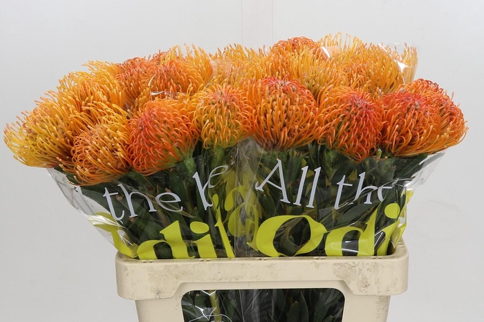 <h4>Nutans Ayoba Peach</h4>