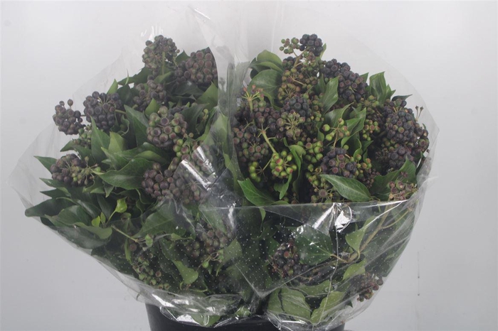 Hedera Berry Variegata Per Bunch