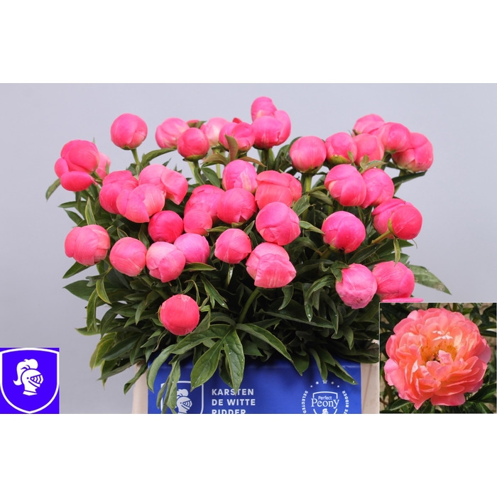 <h4>PAEO CORAL SUNSET</h4>