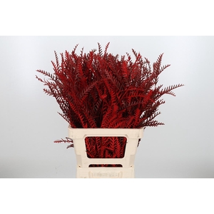 Grevilea Ivanhoe Kl Bh Rood