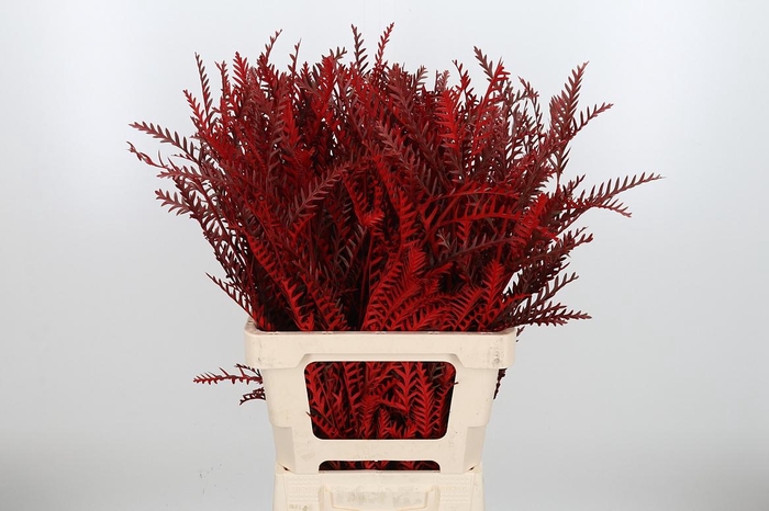 <h4>Grevilea Ivanhoe Kl Bh Rood</h4>