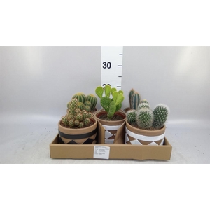 Cactus   ...