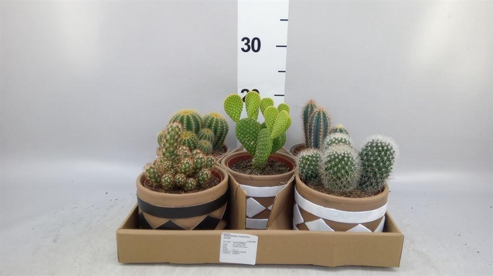 <h4>Cactus   ...</h4>